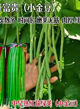花开富贵四季豆种子农家春秋播小金豆种籽丰产架豆菜豆种孑蔬菜子