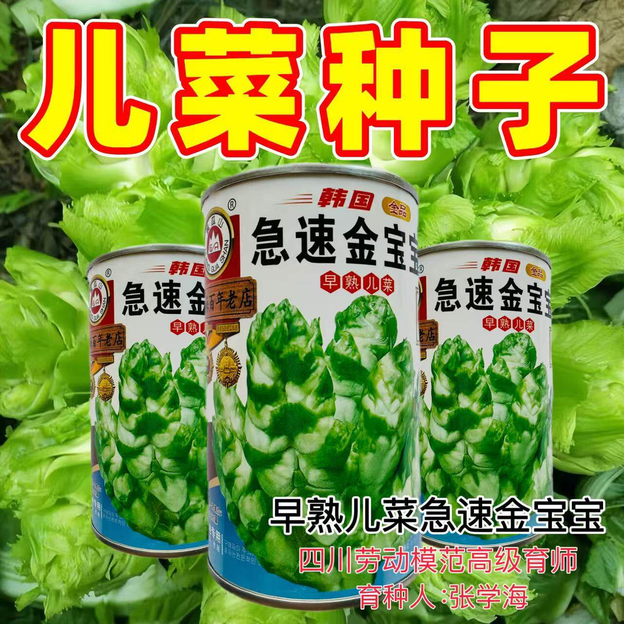 急速金宝宝早熟儿菜种子耐寒圆柱状芽儿大扁圆长形微甜基地专用籽