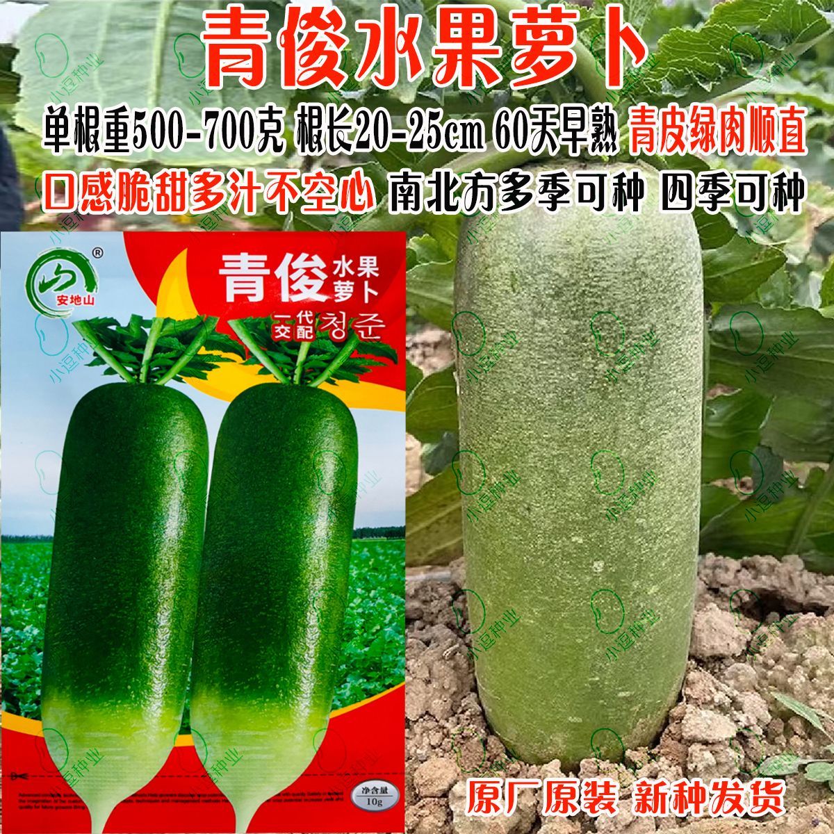 青俊水果萝卜青萝卜种子大青萝卜种子生吃脆甜爽口秋季播蔬菜种子