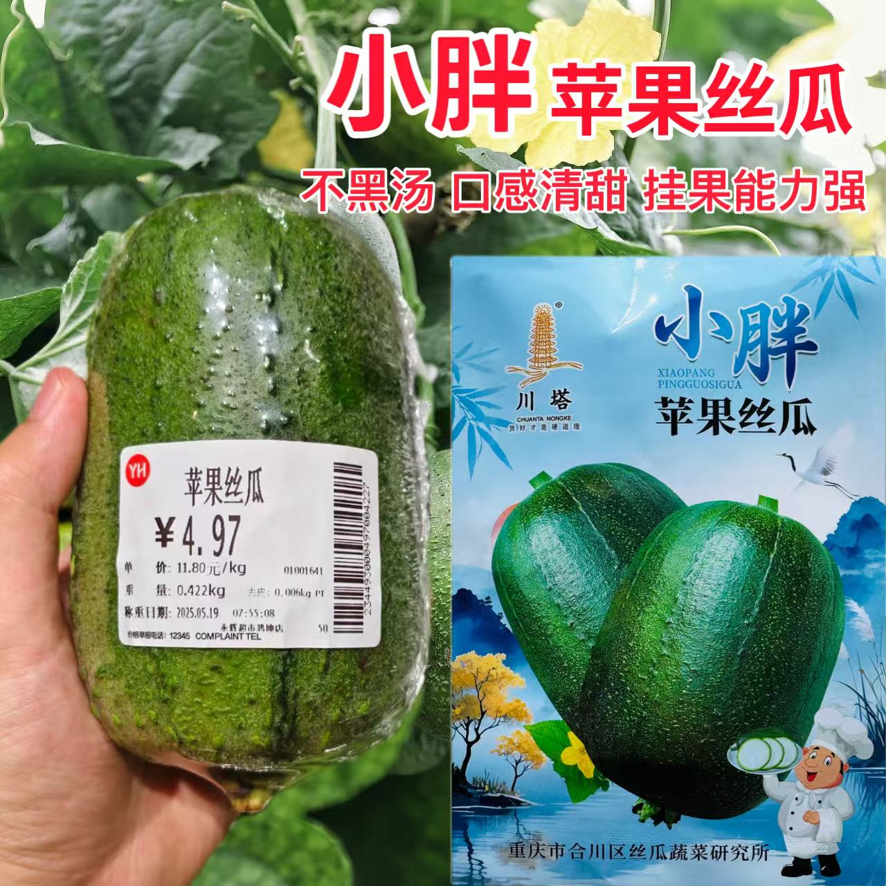 小胖苹果丝瓜种子早熟短棒型皮油绿光种籽精品高产农家菜园春夏播