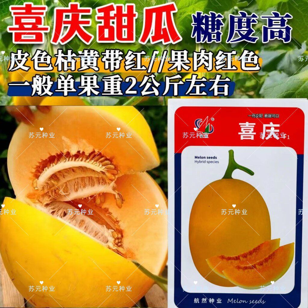 喜庆哈蜜瓜种子黄皮红肉甜瓜早中熟春季高圆高糖新疆甜瓜种籽