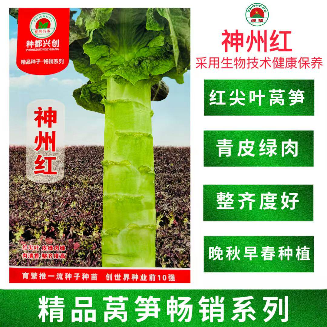 神州红莴笋种子早春晚秋播种皮薄肉脆翠绿清香耐热红尖叶莴苣种籽