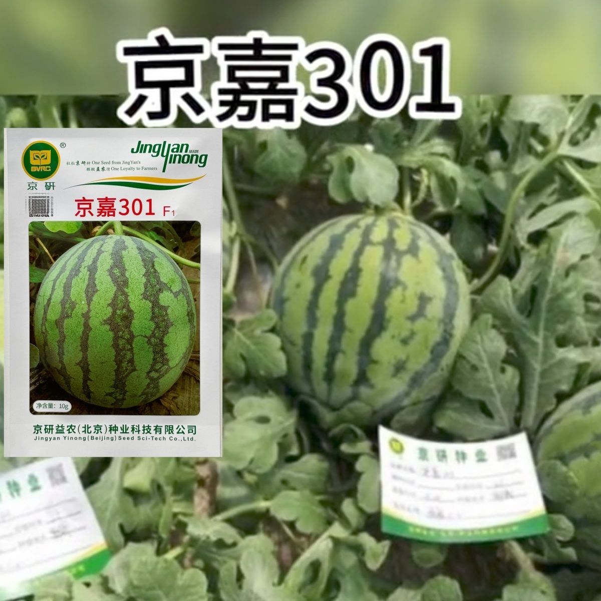 京研京嘉301西瓜种子早熟脆嫩丰产口感好西瓜种籽春秋播水果种子