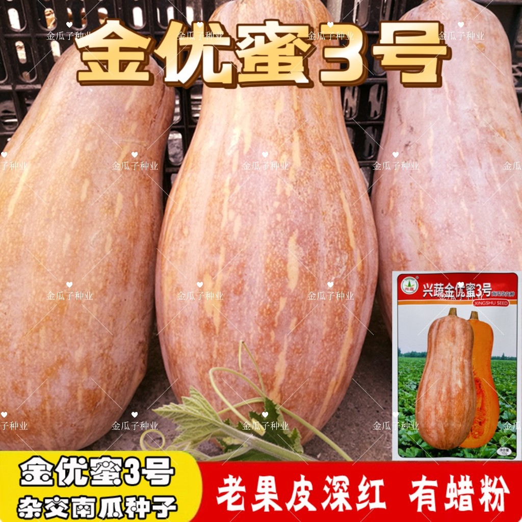 兴蔬金优蜜3号杂交南瓜种子早栗蜜本南瓜种籽超甜粉面甜南瓜早熟