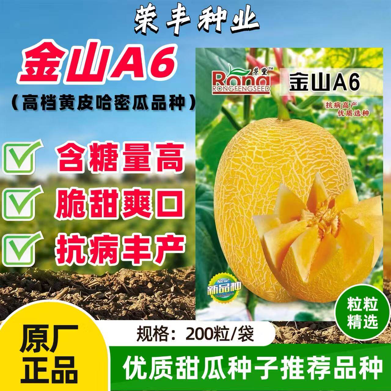 金山A6黄皮网纹哈密瓜种子高产抗病肉质脆甜爽口皮韧耐裂黄瓤瓜籽