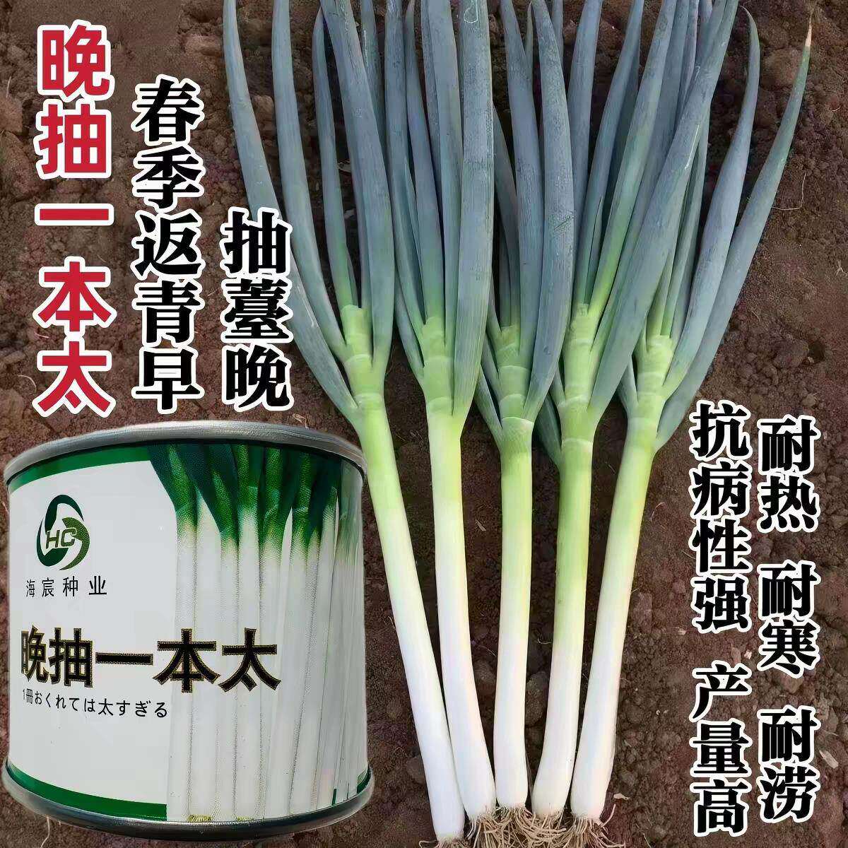 晚抽一本太大葱种子晚抽苔耐热耐寒刚葱钢葱高产章丘大葱种子籽孑