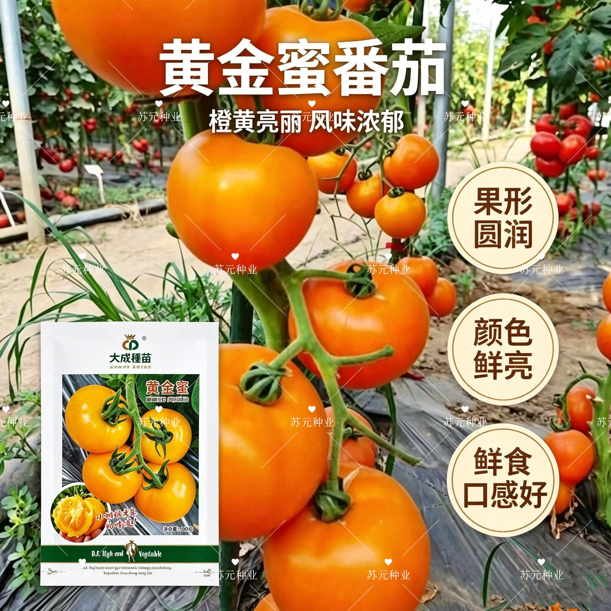 大成种苗黄金蜜黄色口感番茄种子亮黄薄皮沙瓤酸甜适口秋季种植