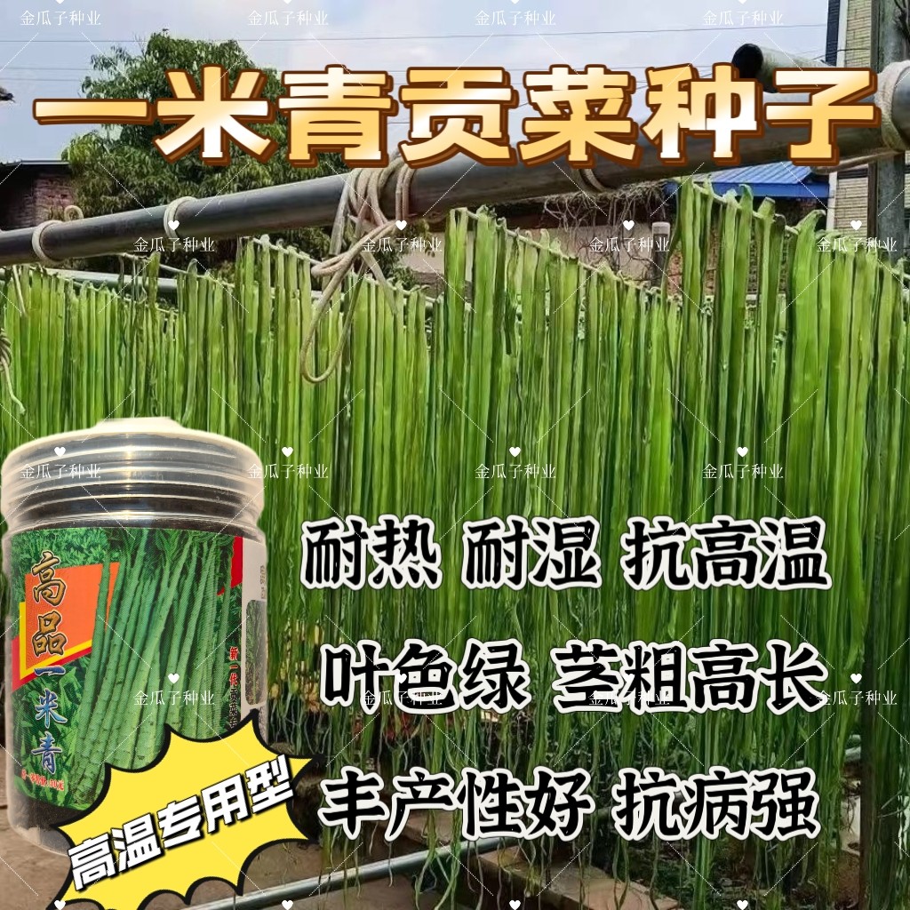 高品一米青贡菜种子宫廷山蛰菜种籽耐热苔干菜响菜莴笋莴苣蔬菜孑