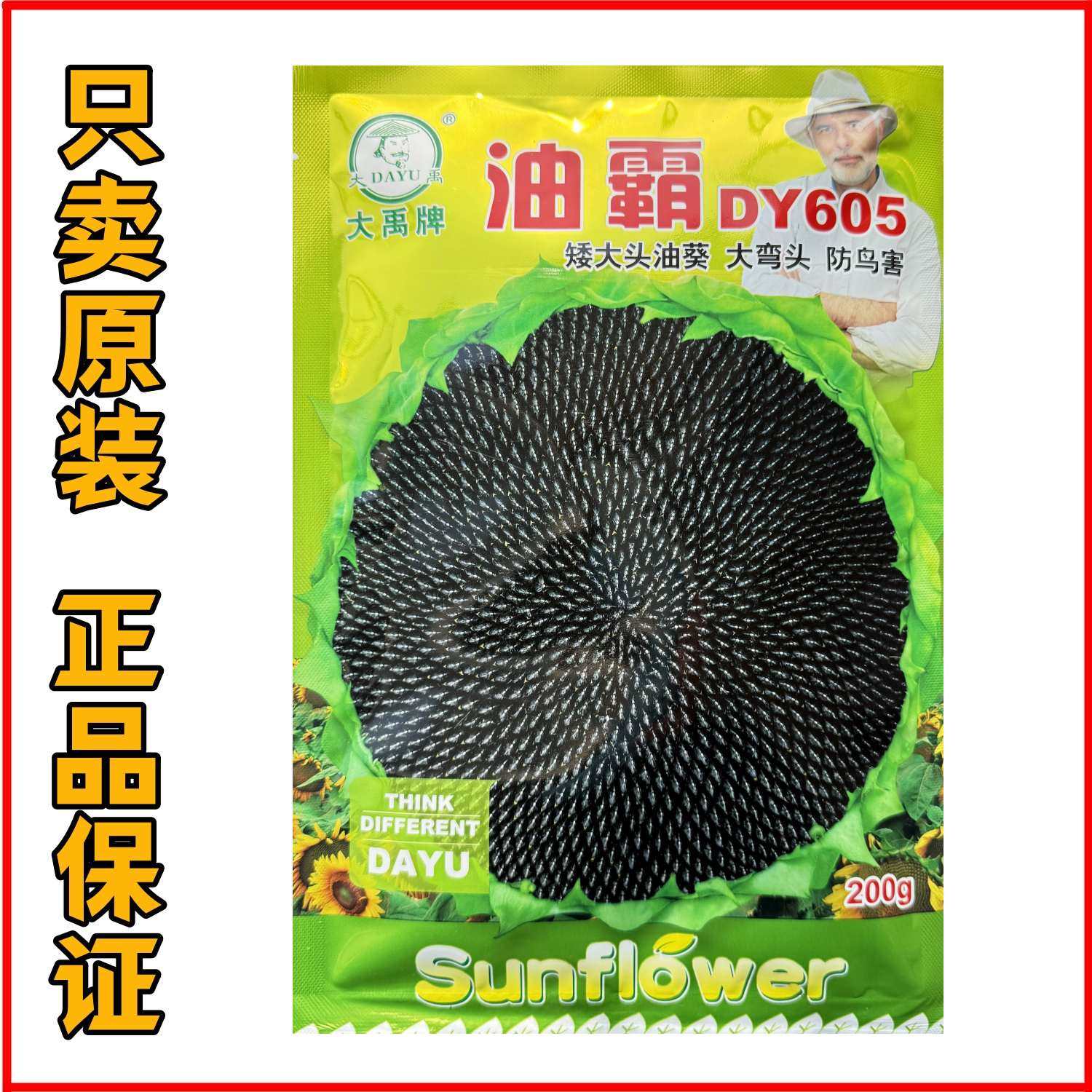 油霸DY605矮大头去壳油葵种子早熟皮薄无空心高油型葵花籽春夏播