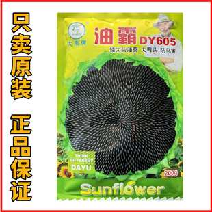 油霸DY605矮大头去壳油葵种子早熟皮薄无空心高油型葵花籽春夏播