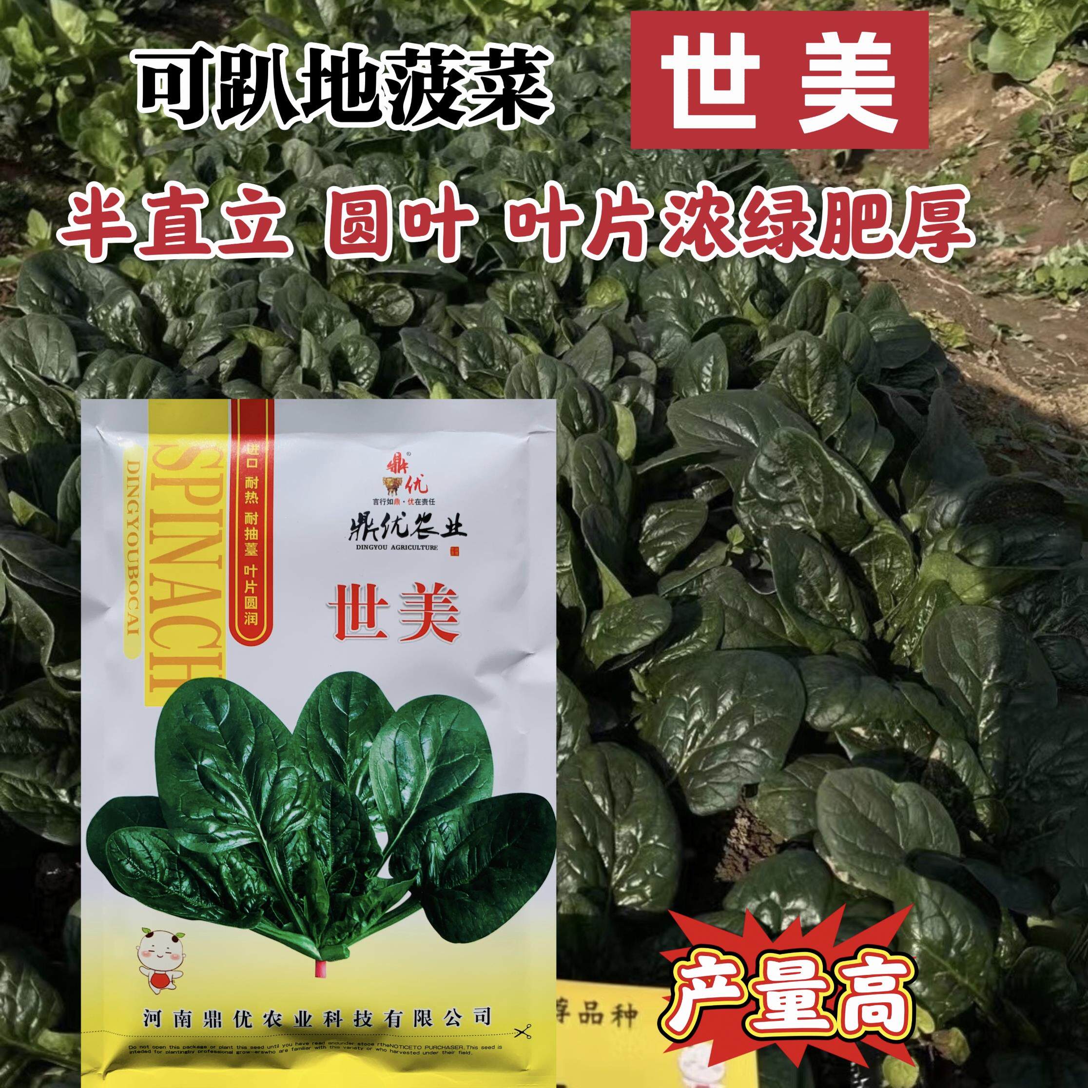 世美菠菜种子四季菠菜半直立抗热菠菜种子圆叶趴地菠菜种籽