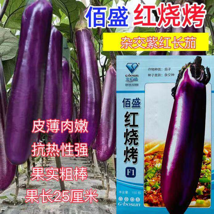 红烧烤茄子种子早熟果面紫红艳丽光泽皮薄肉质细嫩  150粒