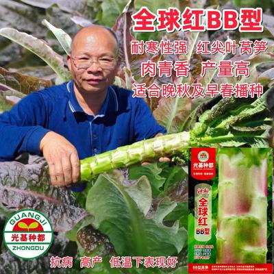 耐寒红尖叶香莴笋笋茎粗高产