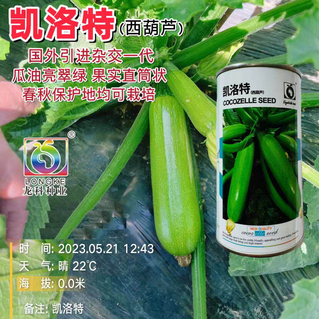 杂交凯洛特西葫芦种子早熟高产耐热珍宝高抗角瓜种籽春秋播田基地