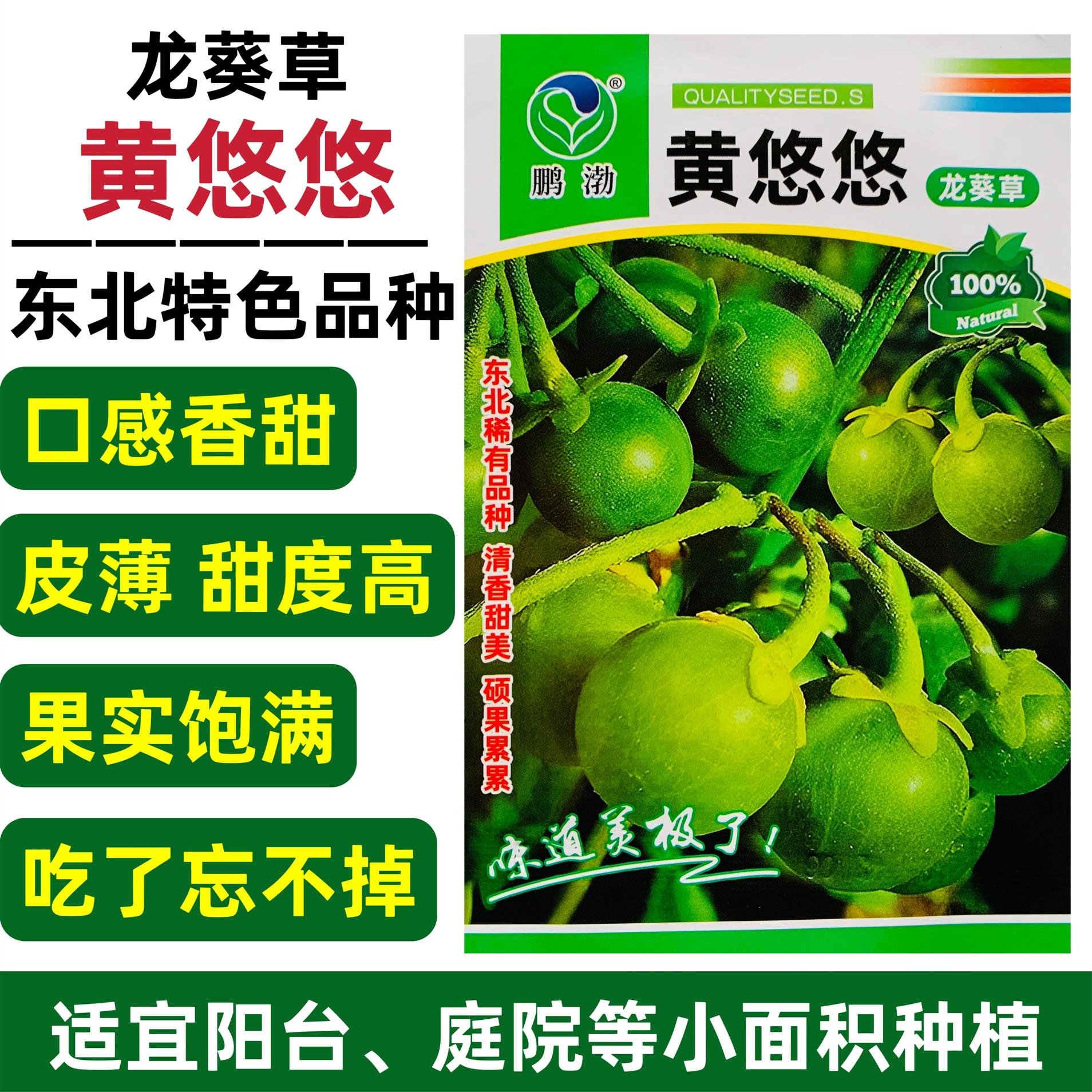 黄悠悠野生种子野生水果种子龙葵草东北四季野果阳台盆栽庭院种籽
