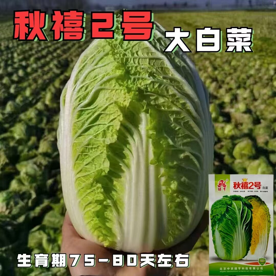 秋禧2号大白菜种子黄心大白菜种子高产抗病娃娃菜种子夏秋冬季
