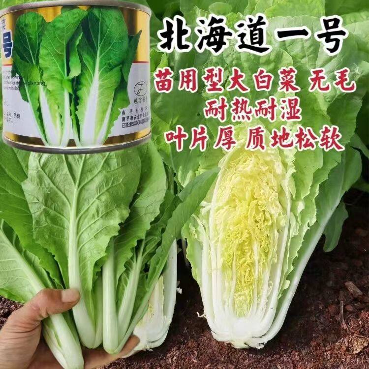 晓富菜种子北海道一号快菜种子耐热耐湿无毛苗用型大白菜种子抗热