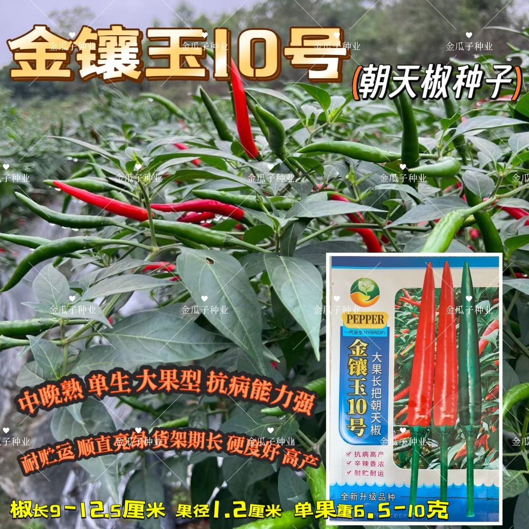 金镶玉10号大果长把朝天椒种子中晚熟单生辣椒种籽春秋播种辣味浓