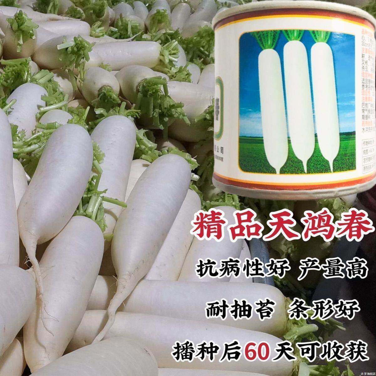 精品天鸿春白萝卜种子抗病顺直耐抽苔春秋大田蔬菜种籽高产萝卜种