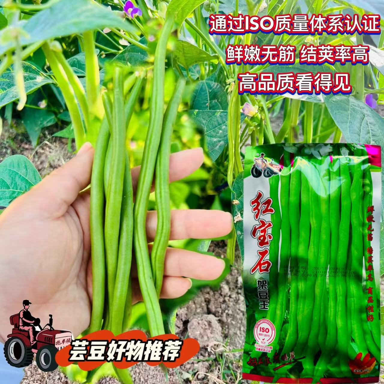 红宝石架豆王种子无筋豆角种籽白花抗病性强四季豆芸豆大田种用孑