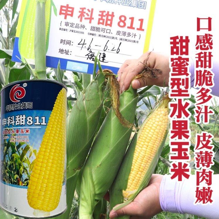 申科甜811甜玉米种子早熟大棒水果玉米种子生吃鲜食玉米种籽高产