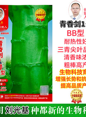 青香剑一号BB型耐热三青尖叶经典耐热绿尖叶香莴笋粗棒高产香味浓