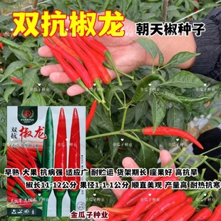 双抗椒龙大果朝天椒种子高产抗病耐热抗寒椒条顺直农家春秋播精选