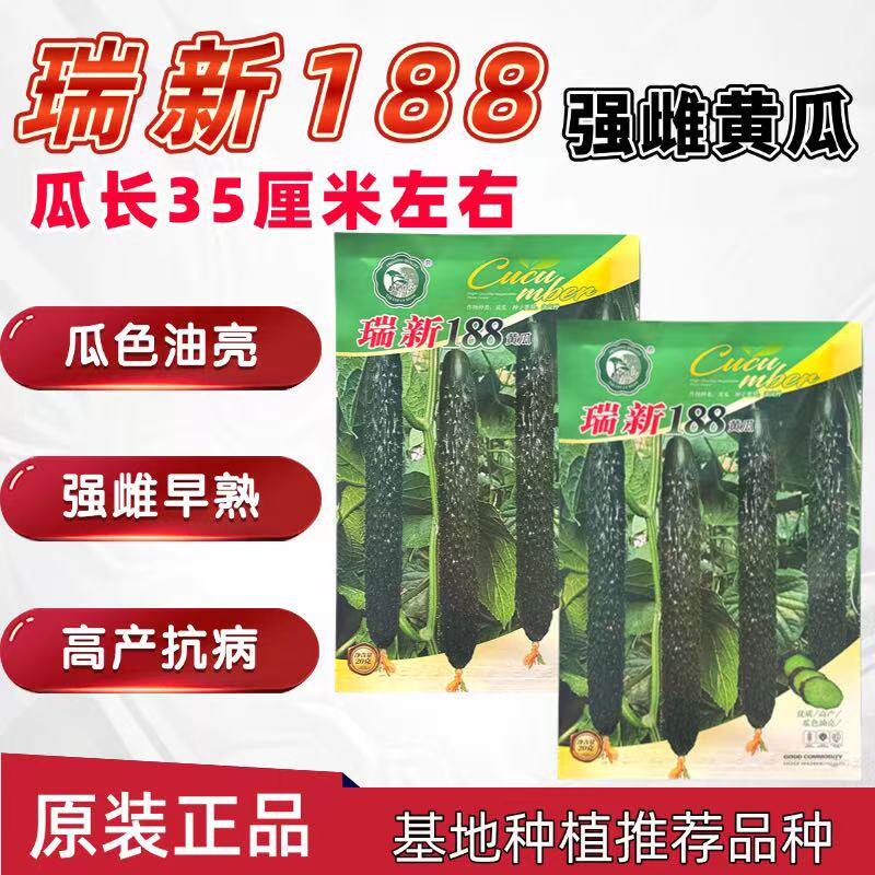 瑞新188黄瓜种子强雌绿皮绿肉早熟生吃甜脆大田春秋绿心黄瓜种籽
