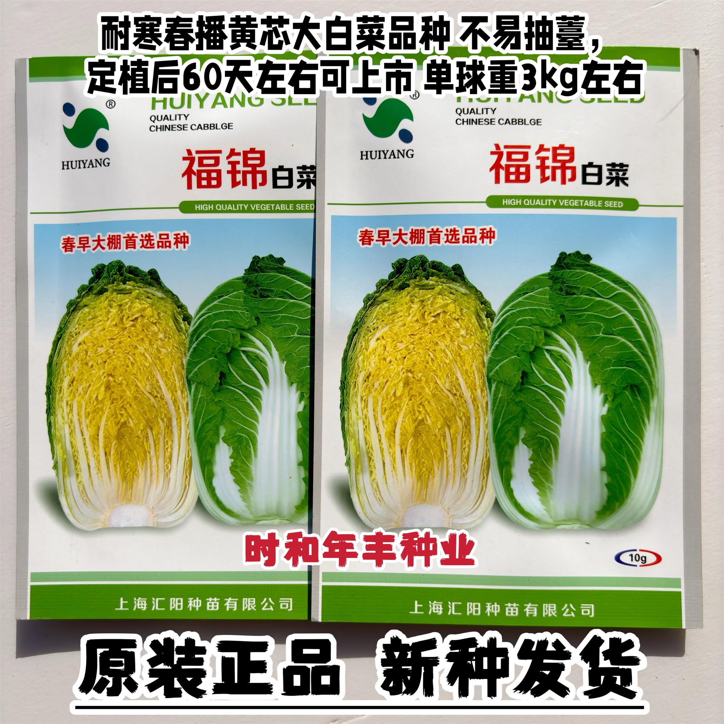 春播大白菜种子福锦黄芯大白菜种子春季早熟黄芯大白菜耐寒白菜种
