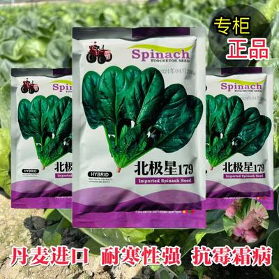 北极星179菠菜肉厚黑亮耐寒高产