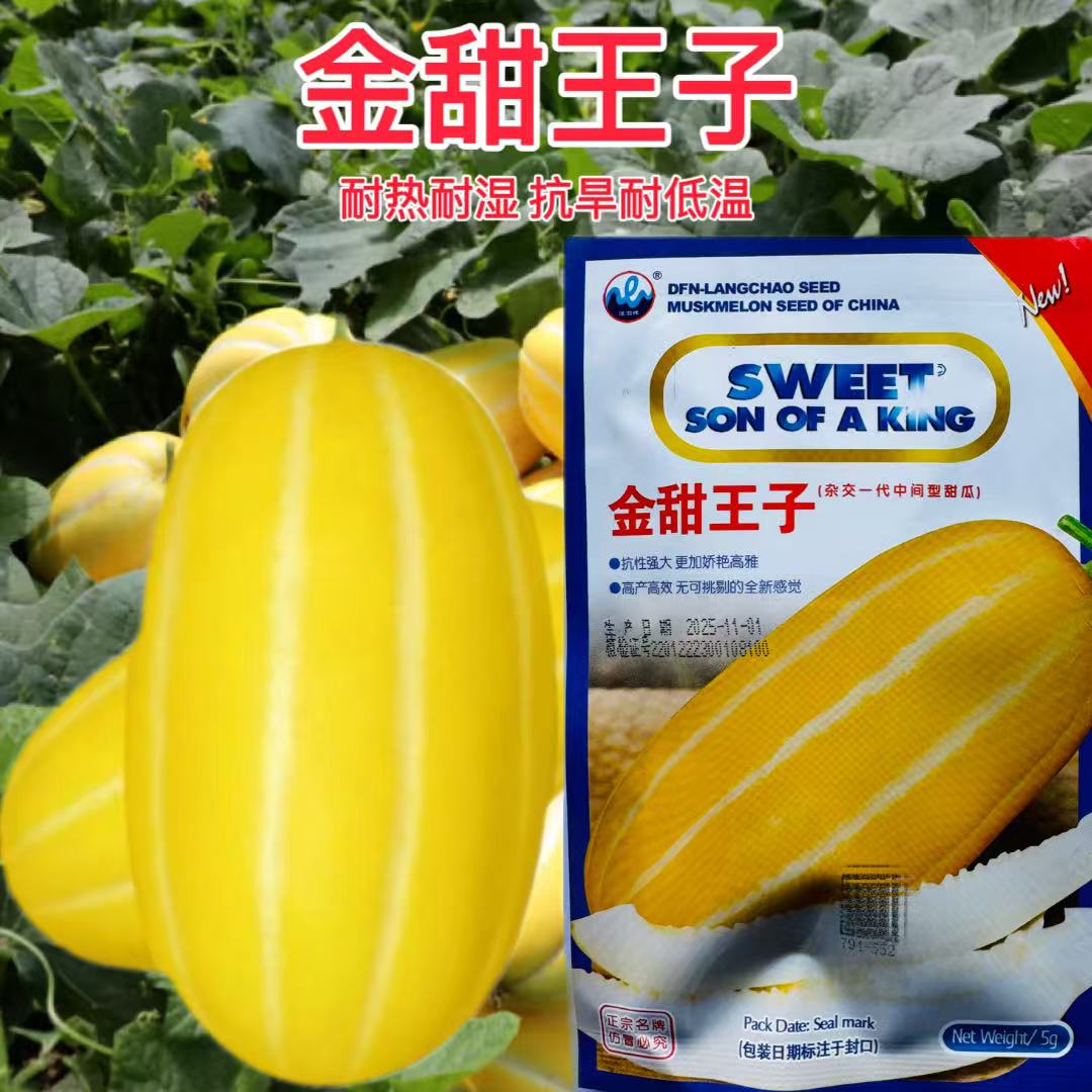 金甜王子甜瓜种子黄金蜜薄皮黄皮香瓜种籽春夏季早熟高产水果种子