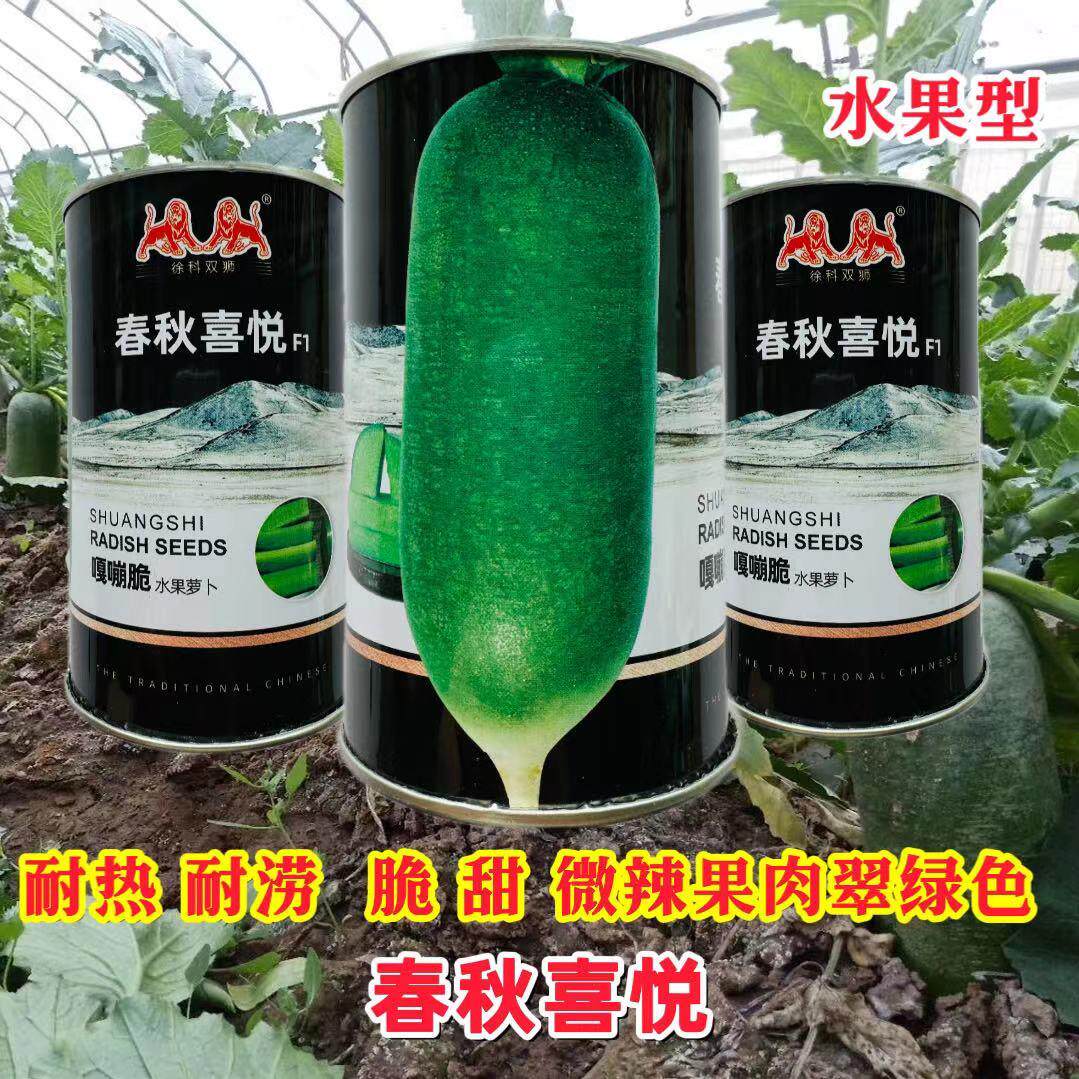 徐州双师春秋喜悦萝卜种子嘎嘣脆水果青萝卜种籽耐热抗病秋季播种