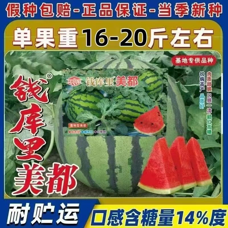 钱库里美都西瓜种子高产抗病西瓜品种高糖薄皮早佳8424麒麟瓜种子