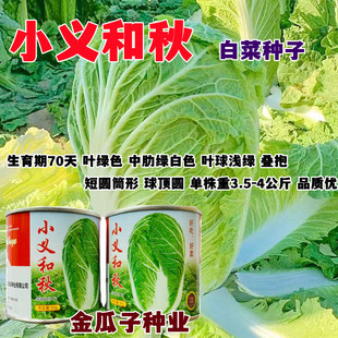 小义和秋大白菜种子老品牌北方秋季精品冬储胶州小菜籽冬秋播种孑
