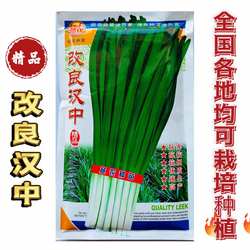 改良汉中宽叶韭菜种子耐热耐寒高产抗病冬季休眠白根雪韭盆栽蔬菜