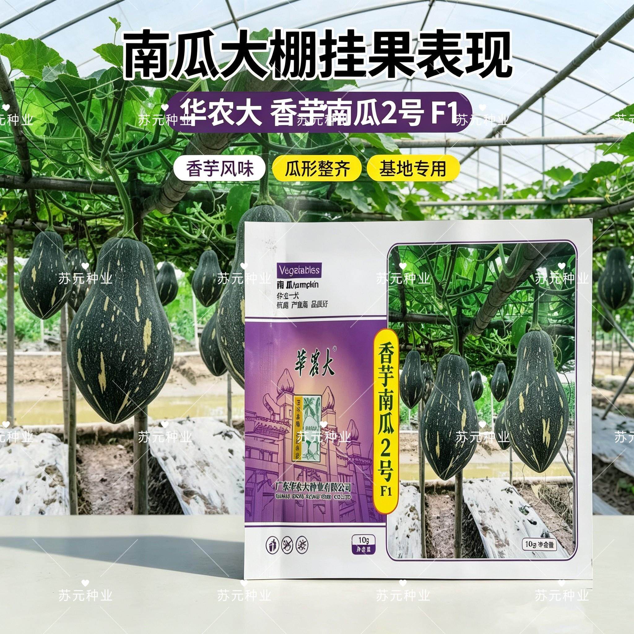 香芋南瓜2号南瓜种子高产抗病耐热耐寒春秋播南瓜种籽农家大田播