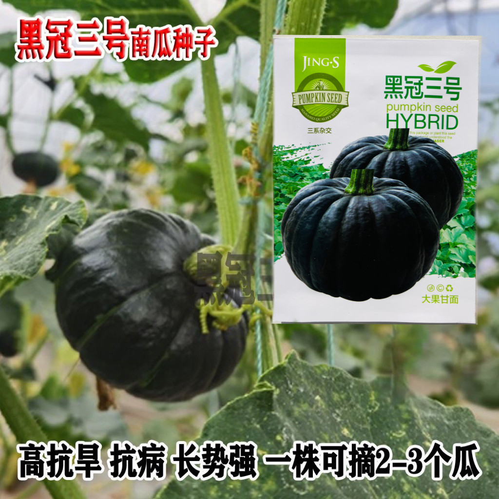黑冠三号南瓜种栗子味南瓜种子春秋季甘面甜糯黑南瓜种子爬藤南瓜