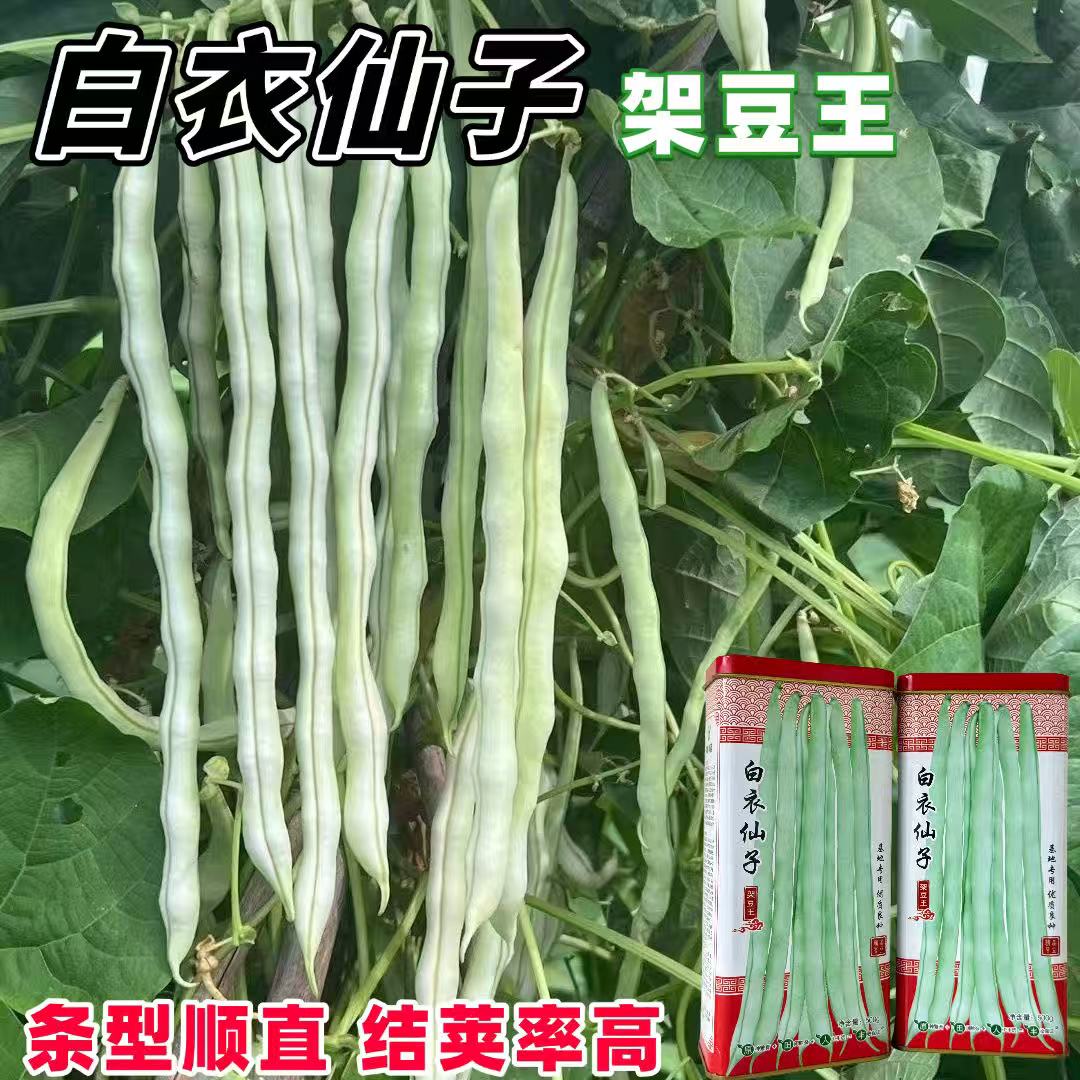 白衣仙子架豆王种子高产豆角圆棍无筋架豆四季豆条型顺直高产抗病
