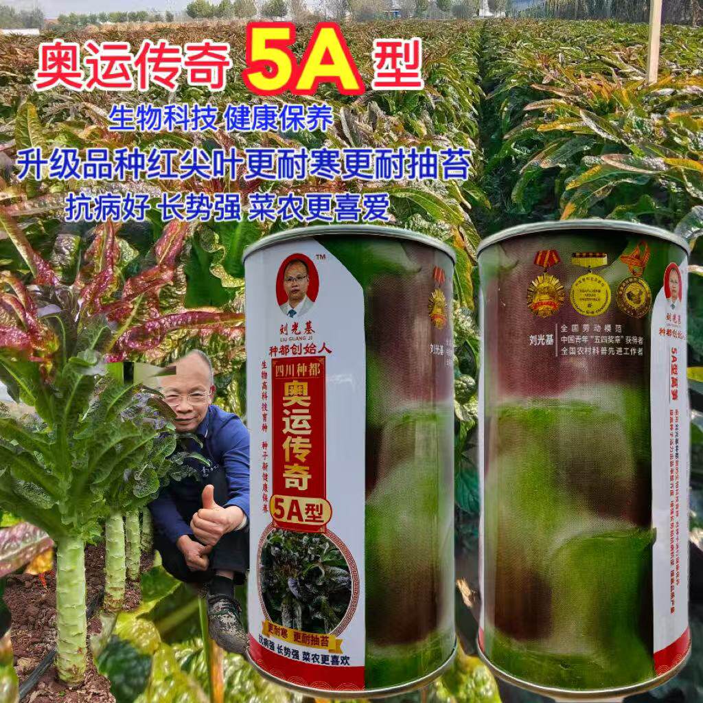 奥运传奇5A型红尖叶香莴笋种子红皮耐寒耐抽苔莴笋种子高产春秋播