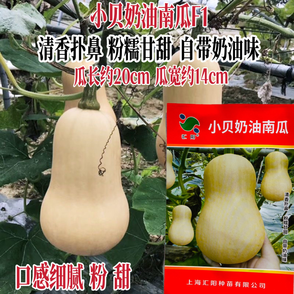 小贝奶油南瓜种子早熟高产抗病耐热耐寒甜糯香甜南瓜种籽春秋播种