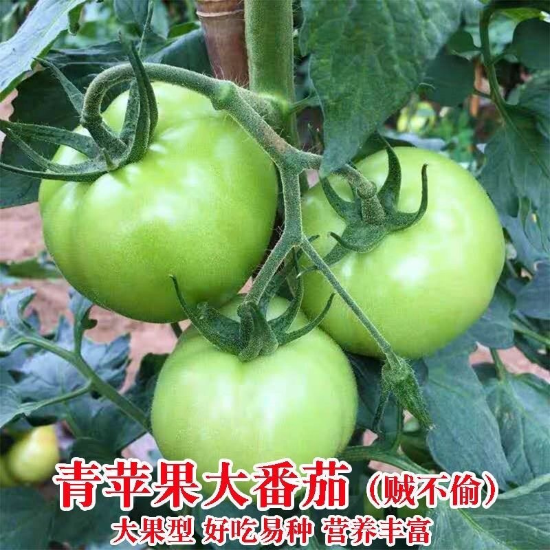 青苹果番茄种子农家贼不偷大番茄种子西红柿种籽四季播绿番茄种子