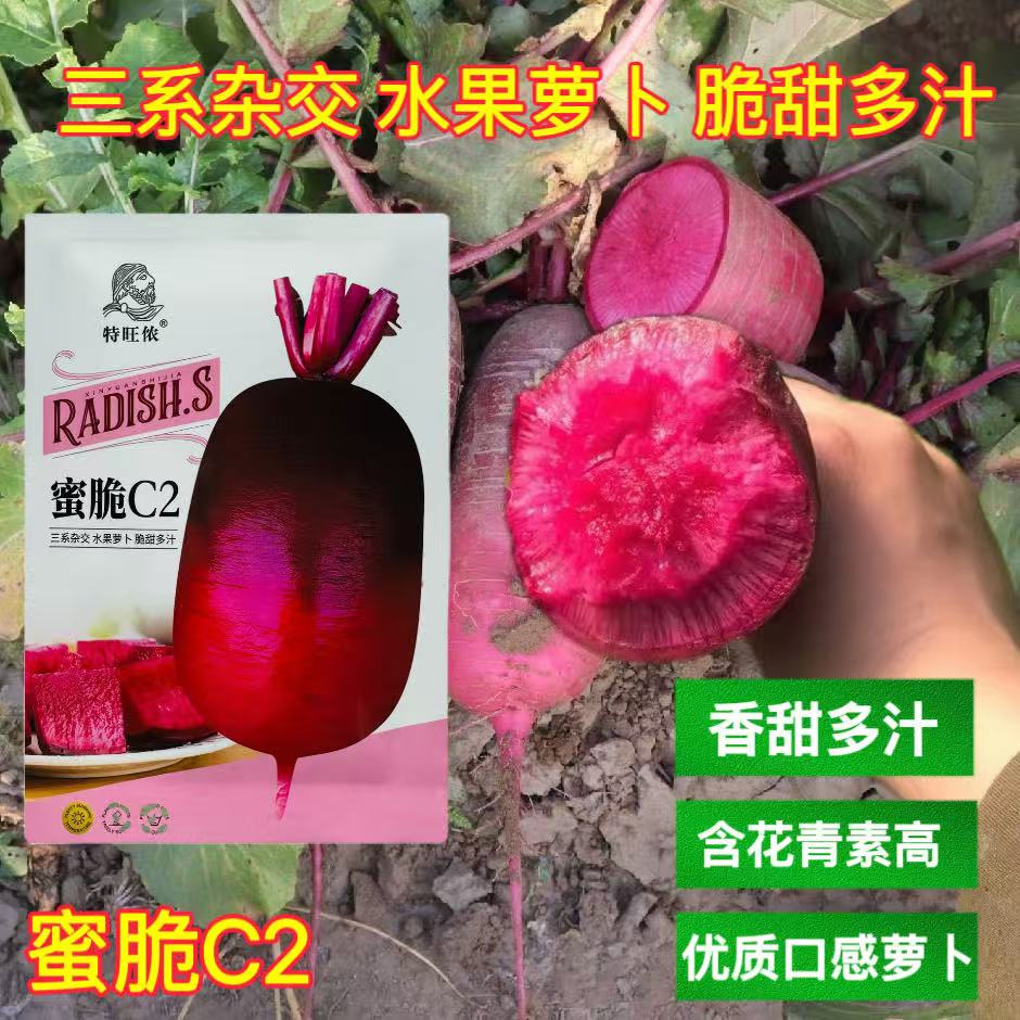 蜜脆c2三系杂交紫皮紫肉水果萝卜种子肉色红紫色酥脆香甜多汁