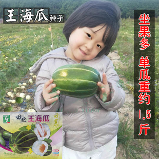 正宗王海瓜甜瓜种子中熟果肉白色酥脆爽甜糖度高优质香甜瓜种籽孑
