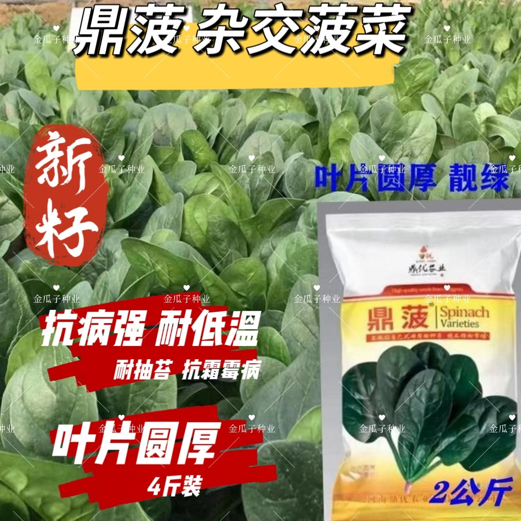 鼎菠大圆叶菠菜种子靓绿肉厚大圆叶菠菜种籽农家基地春秋大田大棚