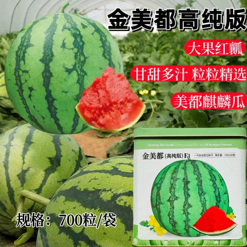 时田高纯金美都圆形西瓜种子中早薄皮红瓤耐贮运不空心水果西瓜籽