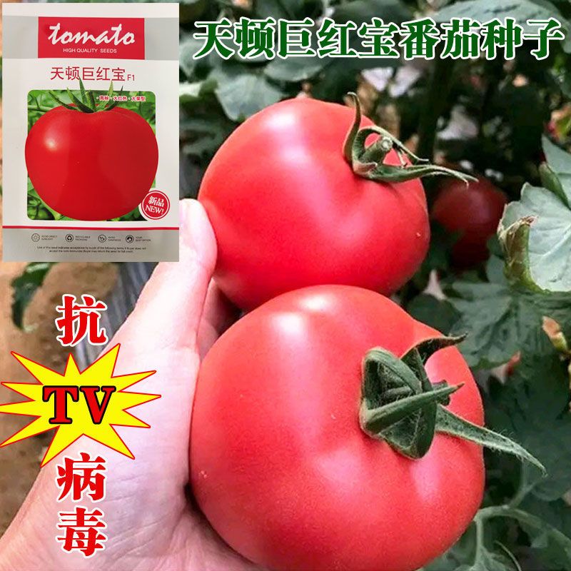 天顿巨红宝番茄种子大红果西红柿种籽耐热抗TV病毒抗高温高产柿子