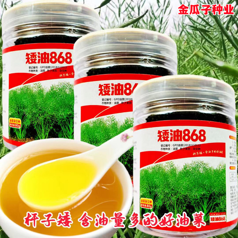 矮油868油菜籽矮杆早熟高产抗病