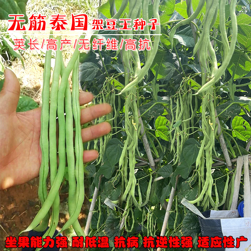 无筋泰国架豆王种子产量高早熟绿条圆长鲜荚无筋架豆种籽大田种孑
