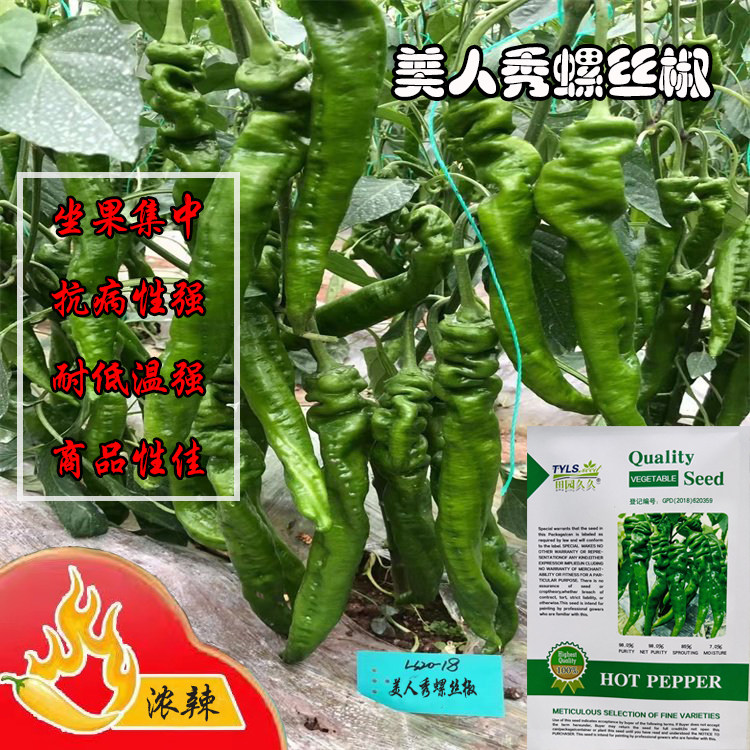 美人秀螺丝椒种籽一代杂交早熟辣椒种子抗病香辣口感好春秋季播种
