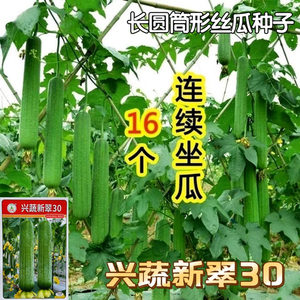 兴蔬新翠30丝瓜种子早熟肉丝瓜种籽长筒形长势强肉质紧实农家蔬菜